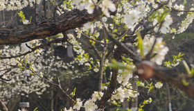 给你看花花(单击放大)