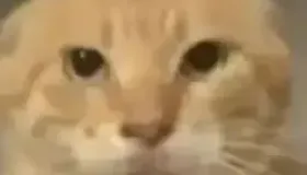 Python常见漏洞总结